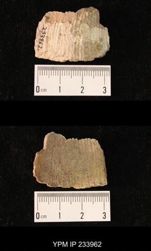 Dictyoclostus americanus