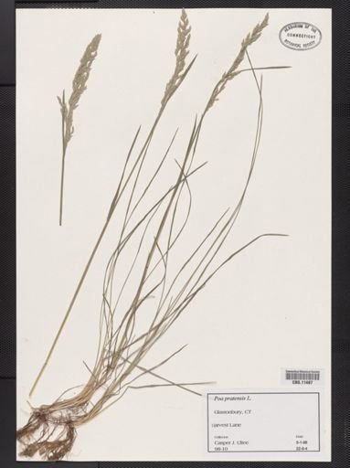 Poa pratensis