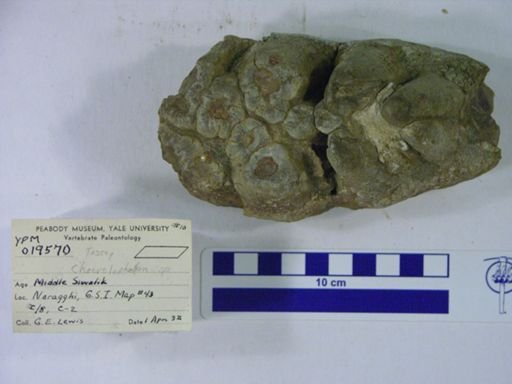 Choerolophodon corrugatus