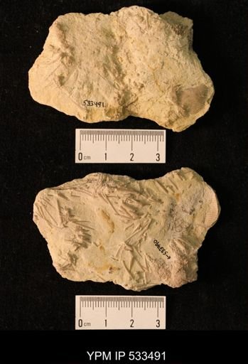 Archaeocidaris aliquantula