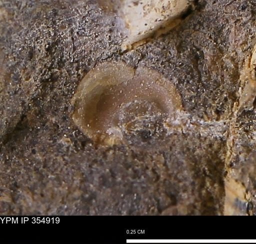 undet. Mollusca