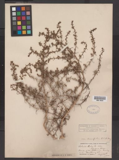 Salsola kali tenuifolia