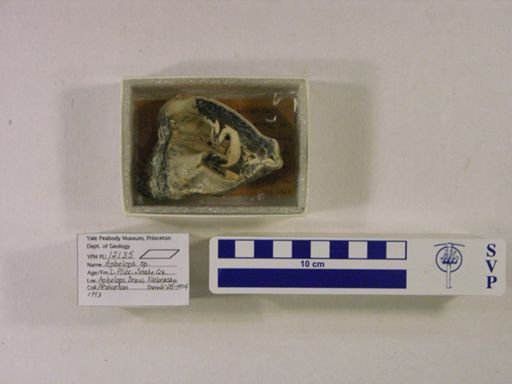 Aphelops