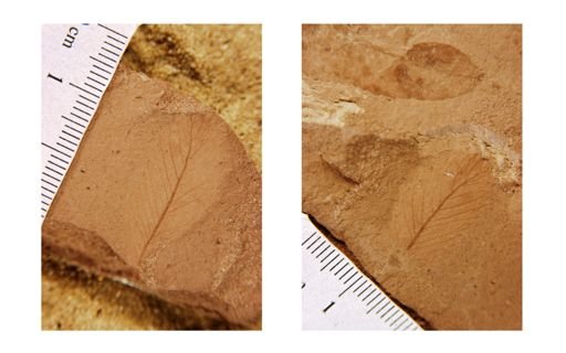 Carpinus fraterna
