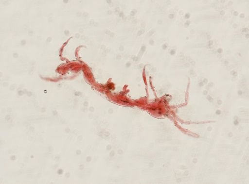 Caprella