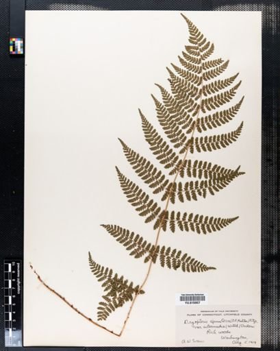 Dryopteris spinulosa