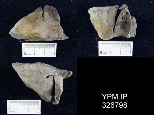 Syringothyris angulata