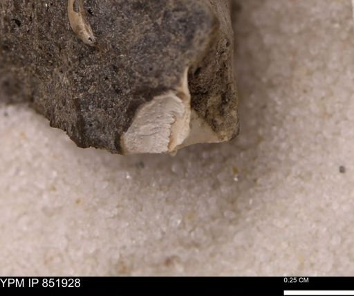 Bivalvia