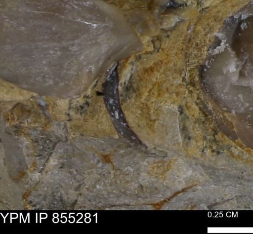 undet. Mollusca