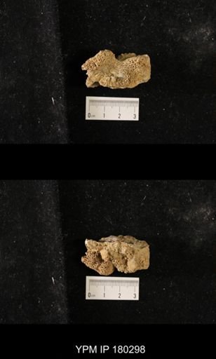 Saccospongia daniellensis