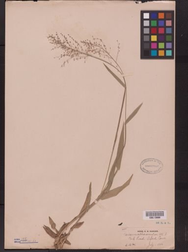 Panicum sphaerocarpon