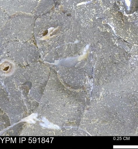 Bivalvia