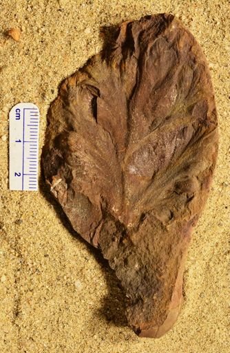 Aphlebia