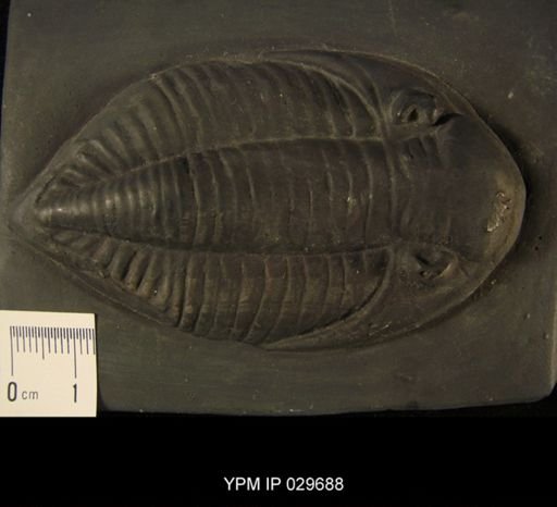 Dalmanites vulgaris