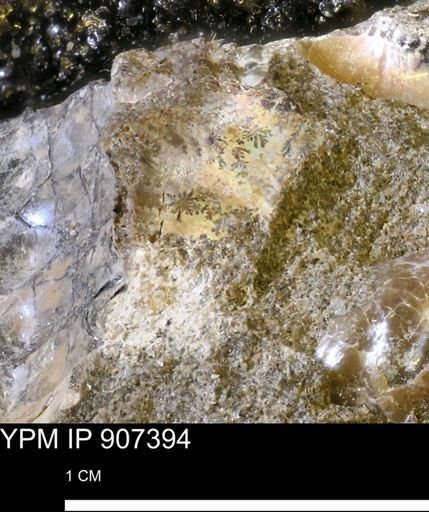 undet. Scaphitidae