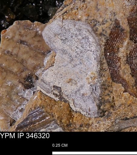undet. Mollusca