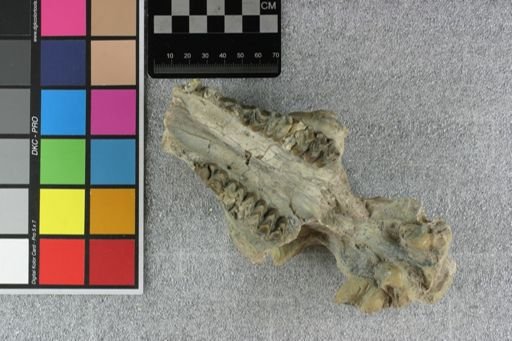 Eporeodon bullatus