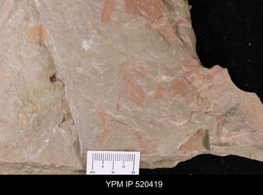 undet. Ichnofossil