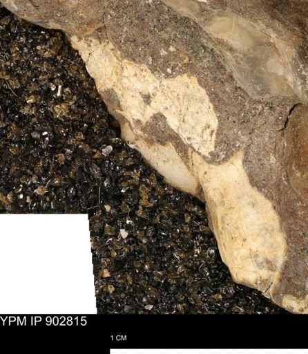 undet. Mollusca