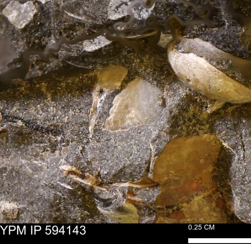 Limopsis? striatopunctatus