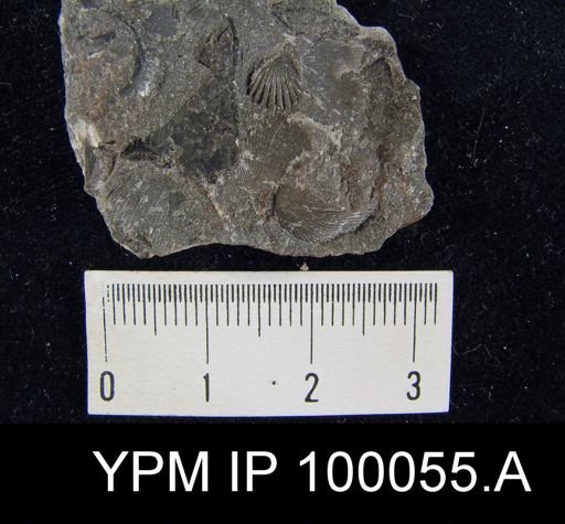 Camarotoechia nucula