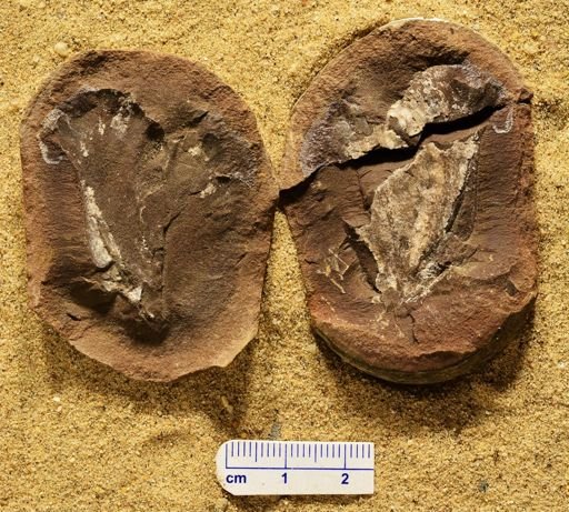 Aphlebia