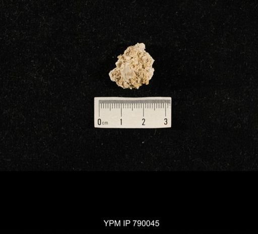 undet. Brachiopoda; shell hash with