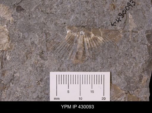 Mucrospirifer mucronatus