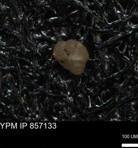 undet. Foraminiferida