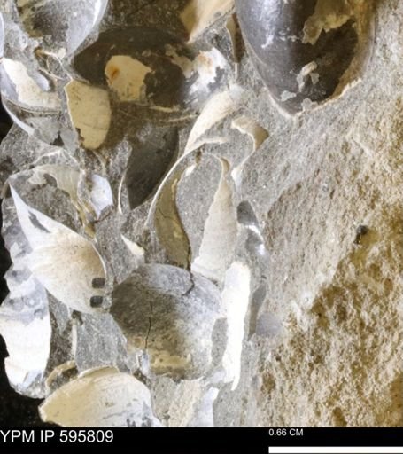 Protocardia sp.