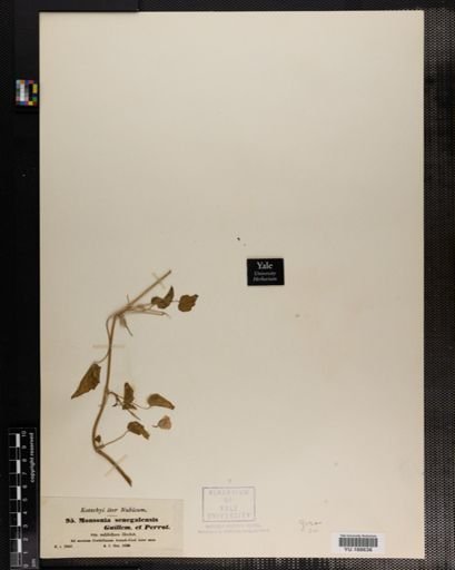 Plantae