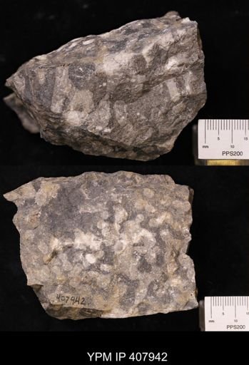 Lithostrotion pauciradiale