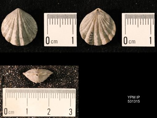 Choristothyris plicata