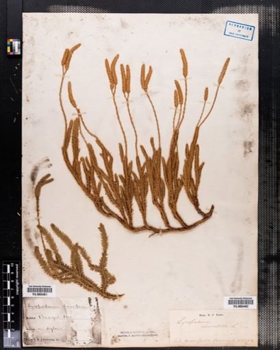 Lycopodium clavatum