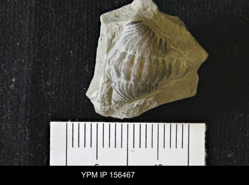 Phacopidella orestes