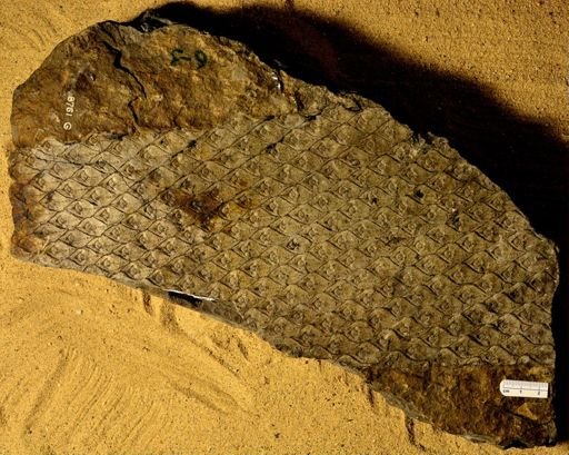 Lepidodendron sp.