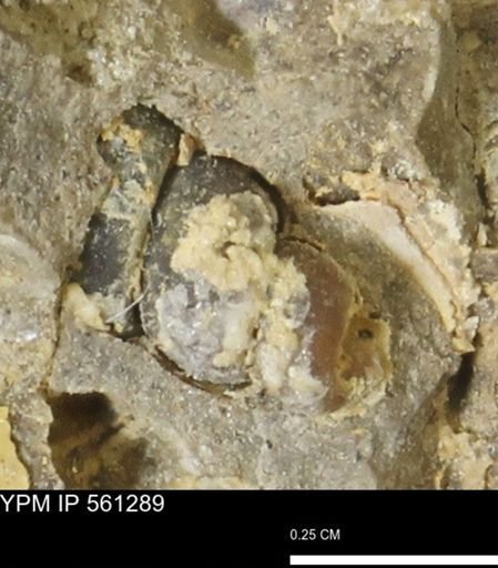 undet. Gastropoda