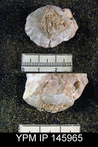 Camarophoria prugues
