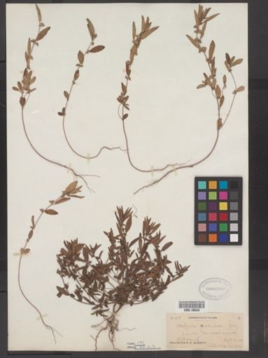 Acalypha gracilens