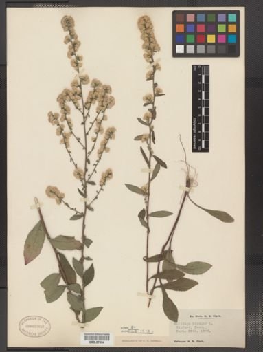 Solidago bicolor