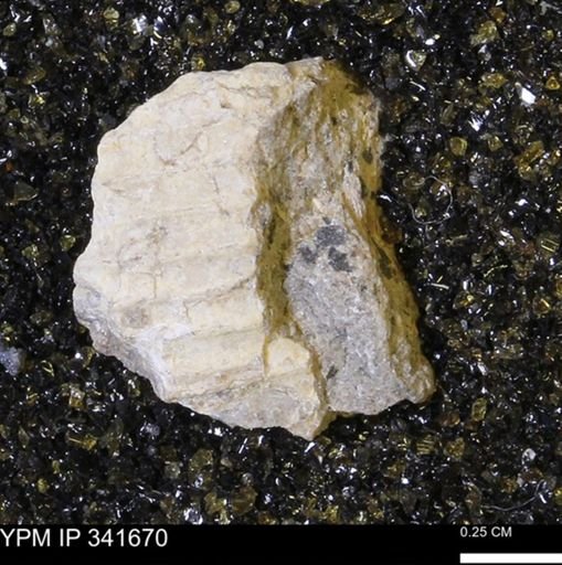 Scaphites sp.