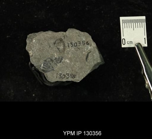 Phacops rana