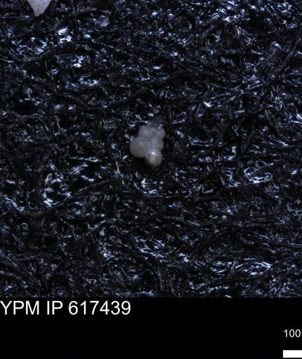 undet. Heterohelicidae