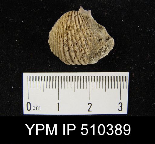 Anastrophia sp.