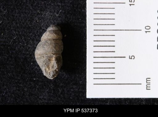 Goniobasis ortmanni