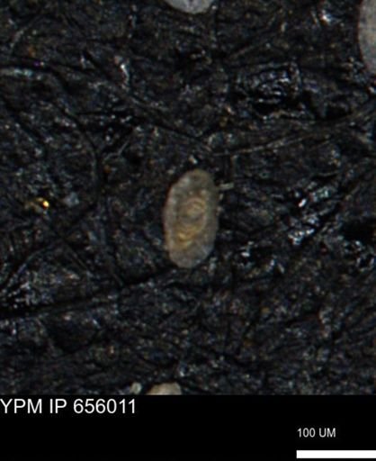 Spirolocammina subcircularis