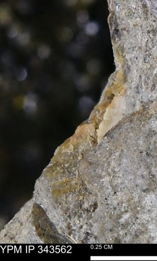undet. Ammonoidea