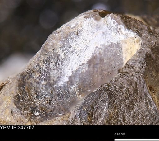 undet. Bivalvia