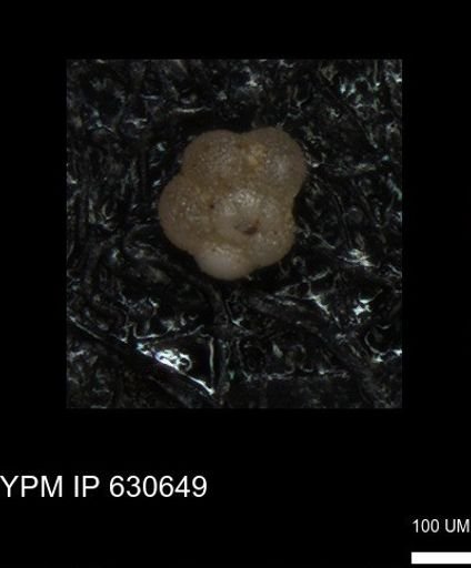 undet. Rugoglobigerinidae
