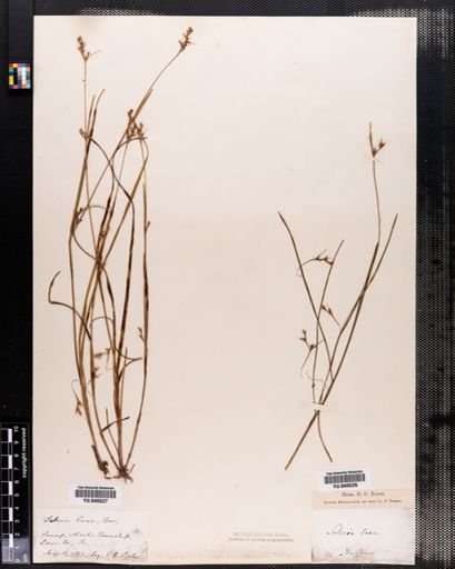 Scleria reticularis